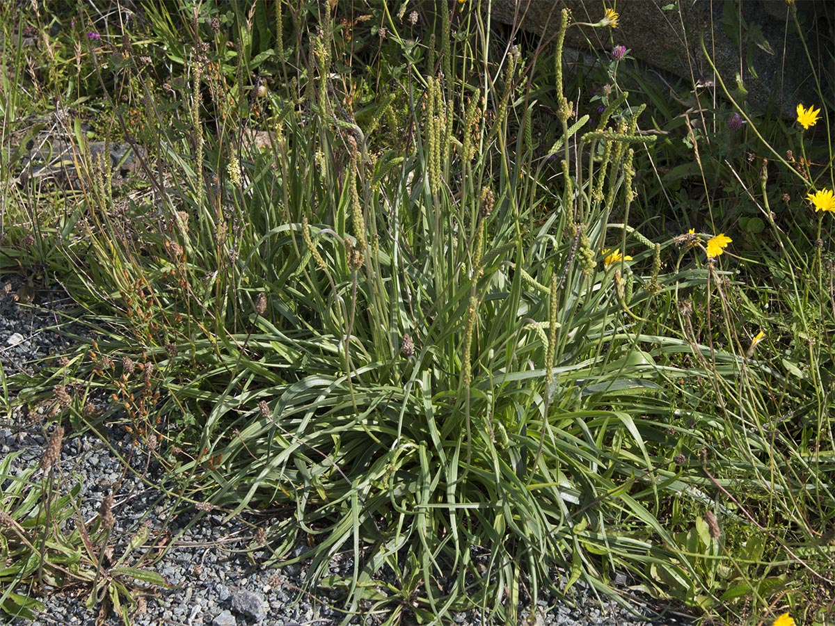 Plantago maritima agg.